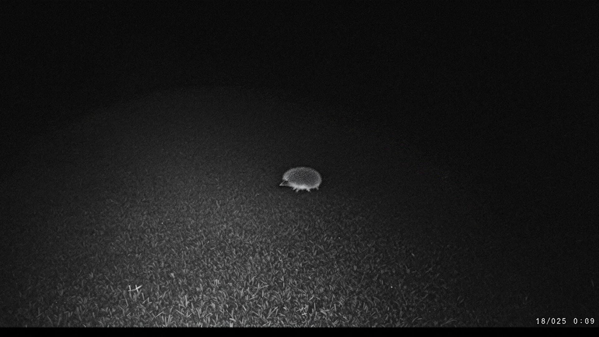 Infra-red night trail camera image of a hedgehog crossing a garden lawn