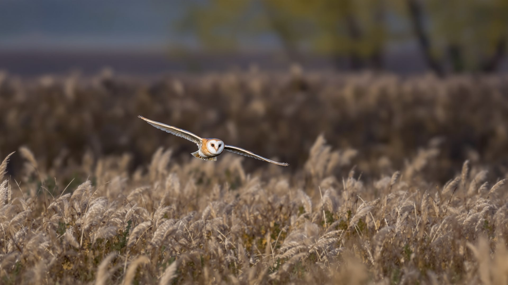 Barn owl hunting in low flight over rough grassland at dusk