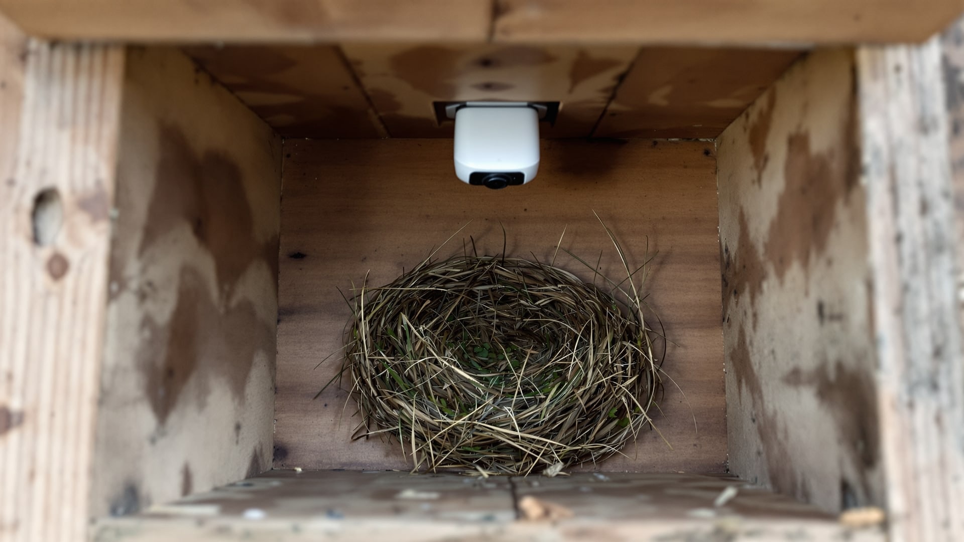 View down into a nest box showing the network camera fixed in the lid above the nest cup